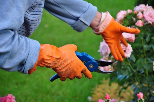 A gardener wearing bright orange gloves and a light blue jacket is trimming a lush, flowering shrub with pink blooms in a well-maintained garden outdoor space. The shrub is healthy and dense, situated centrally in the image, with a backdrop of a neatly mowed lawn and other green plants. The garden features a mix of vibrant greenery and colorful flowers, with the grass appearing lush and evenly cut. The gardener is using a pair of pruning shears, focusing on shaping the shrub, which is positioned towards the right side of the image. The scene is well-lit, suggesting a clear day, enhancing the natural tones of the garden's foliage. This outdoor space showcases typical landscaping elements like flower borders and cultivated planting beds, aligning with professional gardening and landscape maintenance services available from companies such as Landscapers Kings Cross, serving the Kings Cross area within the postcode region. The environment reflects a cared-for garden with a focus on plant health and aesthetics, suitable for ornamental horticulture and outdoor beautification projects.
