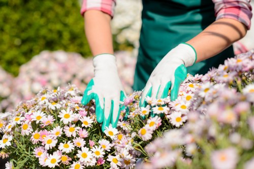 A person tending to a garden bed filled with blooming daisies, wearing green gardening gloves and a long-sleeved shirt. The garden is part of an outdoor landscaped yard, featuring lush green hedges and trees in the background under bright natural light, suggesting a sunny day. The flower bed contains clusters of white daisies with yellow centers, arranged along a well-defined border, with soil and mulch visible at the edges. The scene showcases careful garden maintenance within a residential environment, possibly in the Kings Cross area, reflecting professional gardening and landscaping practices. The overall setting emphasizes a well-maintained, vibrant outdoor space suitable for gardening services, with the focus on healthy flowers and tidy plant arrangements.