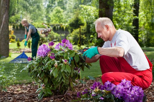 A man with short, grey hair, wearing a light grey t-shirt, red trousers, and green gardening gloves, is carefully pruning a bush with purple flowers in a well-maintained garden. The garden features a neatly trimmed lawn, a variety of plants, and flower beds with blooming purple and pink flowers. In the background, another person can be seen tending to the garden, with trees and lush greenery surrounding the outdoor space, suggesting a peaceful, landscaped yard typical of residential gardens in the Kings Cross area. The scene appears to be set on a bright, sunny day, providing good natural light that highlights the vibrant colours of the flowers and the healthy foliage. This image reflects professional gardening and landscaping work, showcasing the detailed attention to plant maintenance and garden aesthetics provided by companies like Landscapers Kings Cross.