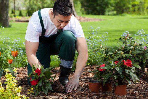 A gardener wearing a white T-shirt and dark green overalls is kneeling on a mulch-covered garden bed, planting or tending to vibrant red poinsettia plants in small terracotta pots. The garden features a neatly maintained lawn in the background, bordered by a variety of green shrubs and flowering plants. Tall trees provide natural shade and create a lush outdoor environment, with dappled sunlight filtering through the foliage. The scene suggests a well-organized, landscaped backyard or community garden area, showcasing typical features of outdoor garden care and planting activities in a UK setting. The gardener's focused work highlights professional gardening services offered by Landscapers Kings Cross, aimed at enhancing outdoor spaces with detailed plant care and landscape maintenance.