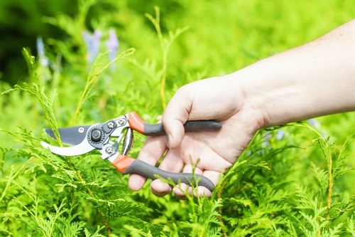 Trimming and pruning of garden hedges